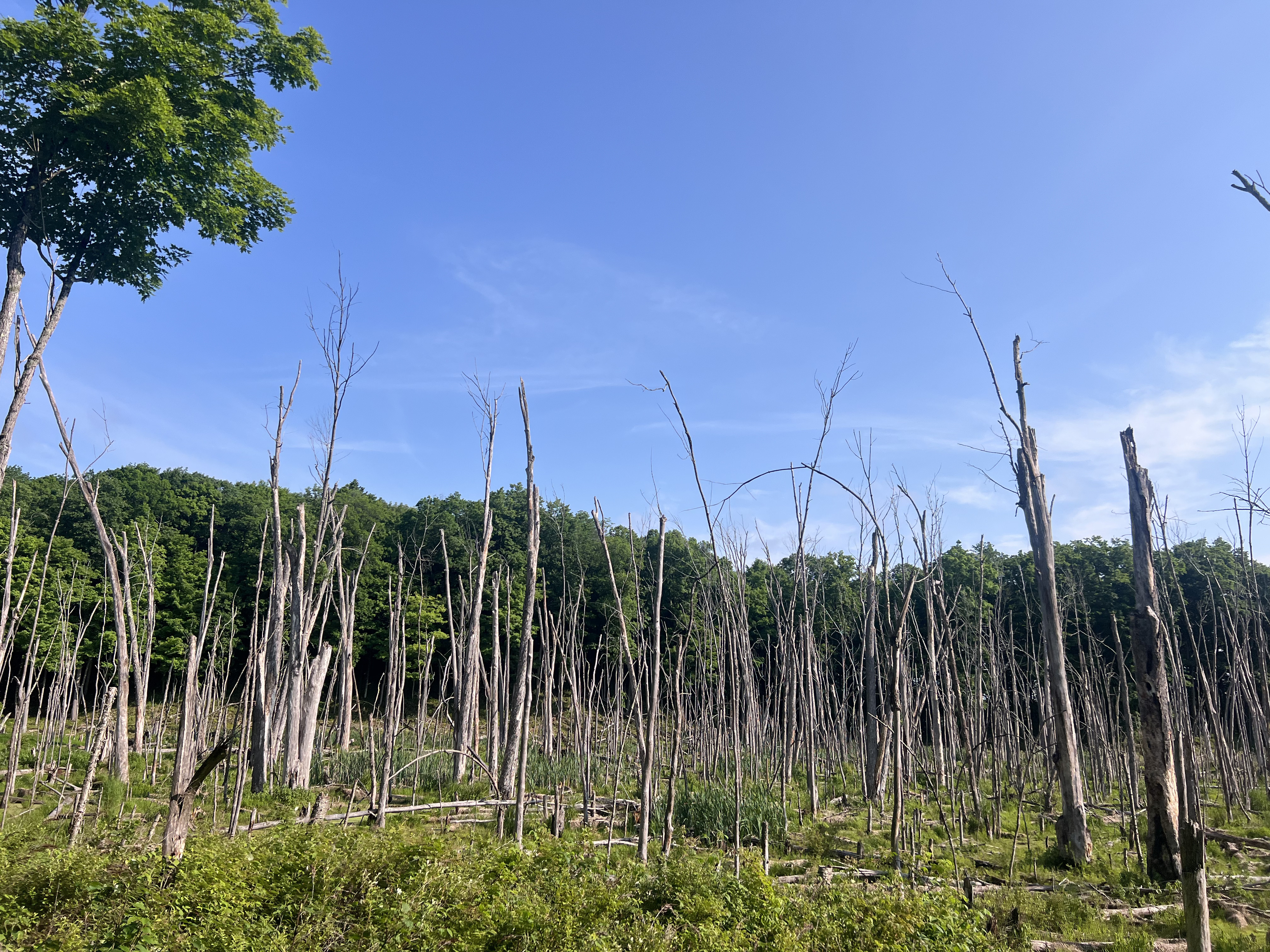 Dead trees in a marsh